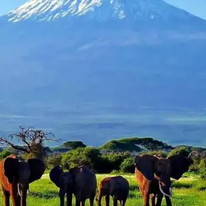 Explore 6 DAYS AFFORDABLE CLASSIC KENYA SAFARI for 6 days with Classic Journeys Africa Ltd and discover unforgettable experiences - Photo 7