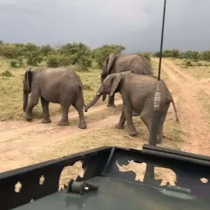 Explore 6 Days Affordable Classic Kenya Private Safari Amboseli, Naivasha & Mara for 6 days with Classic Journeys Africa Ltd and discover unforgettable experiences - Photo 3