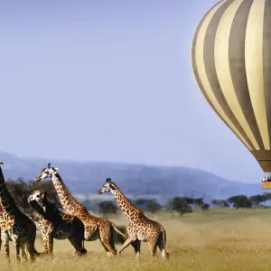 Explore Classic Best Adventure in Kenya and Tanzania Mid- Luxury Accommodation Properties for 12 days with Classic Journeys Africa Ltd and discover unforgettable experiences - Photo 6