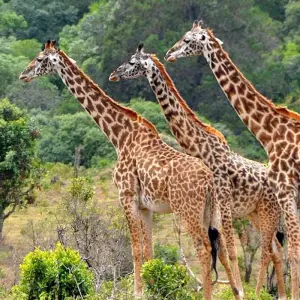 Explore 8 Days Classic Best of  Northern Tanzania for 8 days with Classic Journeys Africa Ltd and discover unforgettable experiences - Photo 3