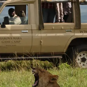 Explore Classic Luxury Masai Mara Migration with Mara Engai for 4 days with Classic Journeys Africa Ltd and discover unforgettable experiences - Photo 8