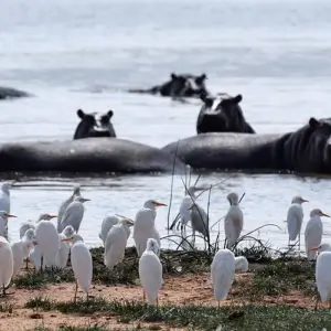 Explore 6 Days Affordable Classic Kenya Private Safari Amboseli, Naivasha & Mara for 6 days with Classic Journeys Africa Ltd and discover unforgettable experiences - Photo 4