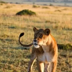 Explore Classic Migration Safari Kenya and Tanzania 2024 for 9 days with Classic Journeys Africa Ltd and discover unforgettable experiences - Photo 4