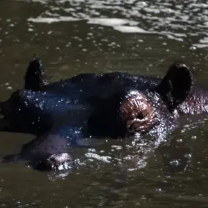 Explore Classic Heart of Kenya and Tanzania Safari for 10 days with Classic Journeys Africa Ltd and discover unforgettable experiences - Photo 3