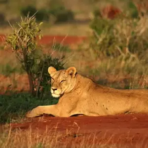 Explore Classic Kenya and Tanzania Series for 13 days with Classic Journeys Africa Ltd and discover unforgettable experiences - Photo 4