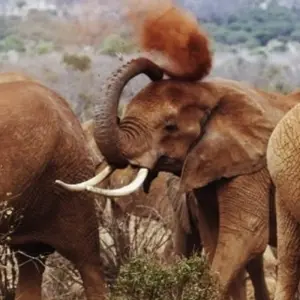 Explore Affordable Classic Highlights of Kenya and Beach 2025 for 11 days with Classic Journeys Africa Ltd and discover unforgettable experiences - Photo 7