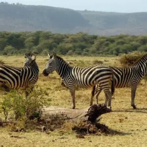 Explore 8 Days Classic Best of  Northern Tanzania for 8 days with Classic Journeys Africa Ltd and discover unforgettable experiences - Photo 4