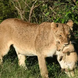 Explore Classic Northern Tanzania Circuit  Expedition for 8 days with Classic Journeys Africa Ltd and discover unforgettable experiences - Photo 4