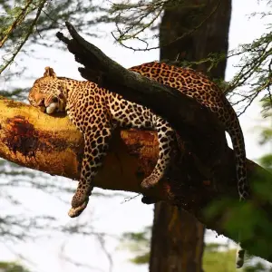 Explore 8 Days Classic Highlights of Kenya for 8 days with Classic Journeys Africa Ltd and discover unforgettable experiences - Photo 9