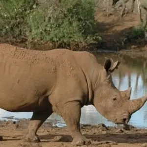 Explore Classic Migration Safari Kenya and Tanzania 2024 for 9 days with Classic Journeys Africa Ltd and discover unforgettable experiences - Photo 5