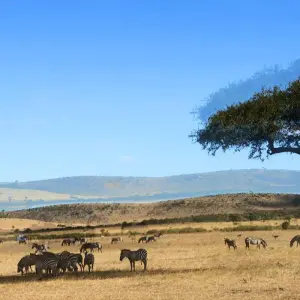Explore Affordable Classic Highlights of Kenya and Beach 2025 for 11 days with Classic Journeys Africa Ltd and discover unforgettable experiences - Photo 8
