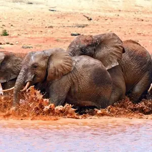 Explore Classic Kenya and Tanzania Series for 13 days with Classic Journeys Africa Ltd and discover unforgettable experiences - Photo 5