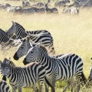 Explore Classic Migration Safari Kenya and Tanzania 2024 for 9 days with Classic Journeys Africa Ltd and discover unforgettable experiences - Photo 6