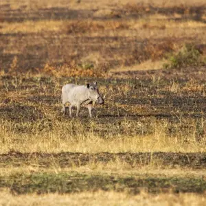Explore Classic Flying & Open 4X4 Masai Mara Luxury Safari 2025 for 4 days with Classic Journeys Africa Ltd and discover unforgettable experiences - Photo 7