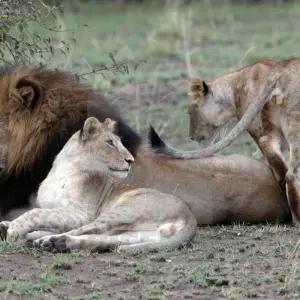 Explore Classic Best Adventure Kenya and Tanzania, Basic- Accommodations for 12 days with Classic Journeys Africa Ltd and discover unforgettable experiences - Photo 8