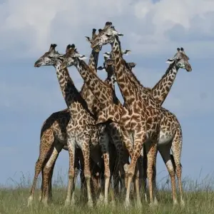 Explore Classic Northern Tanzania Circuit  Expedition for 8 days with Classic Journeys Africa Ltd and discover unforgettable experiences - Photo 6