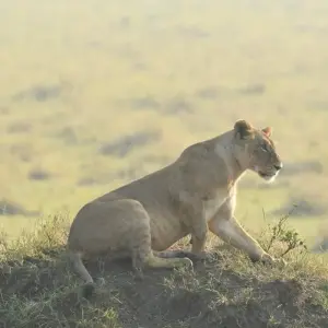 Explore Classic Heart of Kenya and Tanzania Safari for 10 days with Classic Journeys Africa Ltd and discover unforgettable experiences - Photo 6