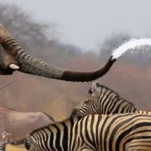 Explore Affordable Classic Highlights of Kenya and Beach 2025 for 11 days with Classic Journeys Africa Ltd and discover unforgettable experiences - Photo 10