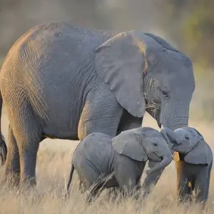 Explore Classic Kenya and Tanzania Series for 13 days with Classic Journeys Africa Ltd and discover unforgettable experiences - Photo 7