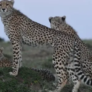 Explore Classic Rhapsody Masai Mara Safari for 4 days with Classic Journeys Africa Ltd and discover unforgettable experiences - Photo 3