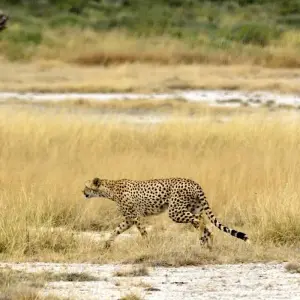 Explore 8 Days Classic Best of  Northern Tanzania for 8 days with Classic Journeys Africa Ltd and discover unforgettable experiences - Photo 7