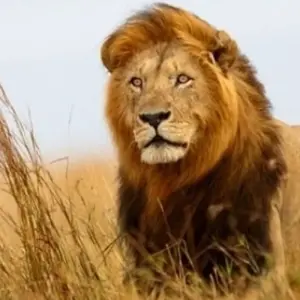 Explore Affordable Classic Highlights of Kenya and Beach 2025 for 11 days with Classic Journeys Africa Ltd and discover unforgettable experiences - Photo 11