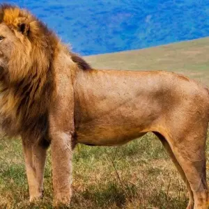 Explore Classic Migration Safari Kenya and Tanzania 2024 for 9 days with Classic Journeys Africa Ltd and discover unforgettable experiences - Photo 9