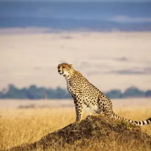 Explore Classic Flying & Open 4X4 Masai Mara Luxury Safari 2025 for 4 days with Classic Journeys Africa Ltd and discover unforgettable experiences - Photo 9