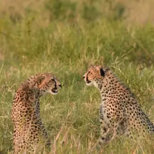 Explore Classic Rhapsody Masai Mara Safari for 4 days with Classic Journeys Africa Ltd and discover unforgettable experiences - Photo 4