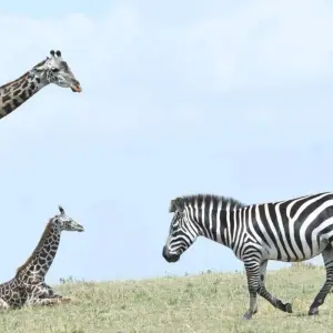 Explore Classic Northern Tanzania Circuit  Expedition for 8 days with Classic Journeys Africa Ltd and discover unforgettable experiences - Photo 9