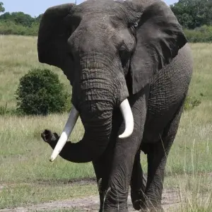 Explore Classic Heart of Kenya and Tanzania Safari for 10 days with Classic Journeys Africa Ltd and discover unforgettable experiences - Photo 8