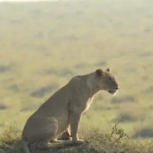 Explore Classic Luxury & Thrilling Kenya, Tanzania and Zanzibar for 13 days with Classic Journeys Africa Ltd and discover unforgettable experiences - Photo 5