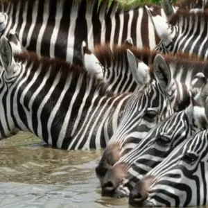 Explore 15 Days Climbing Marangu Routes, Wilderness Safari, Coffee & Cultural Tour for 15 days with Click Expeditions and discover unforgettable experiences - Photo 4