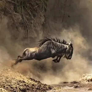 Explore Classic Migration Safari Kenya and Tanzania 2024 for 9 days with Classic Journeys Africa Ltd and discover unforgettable experiences - Photo 11