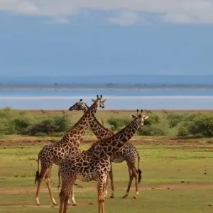 Explore Classic Kenya and Tanzania Series for 13 days with Classic Journeys Africa Ltd and discover unforgettable experiences - Photo 11