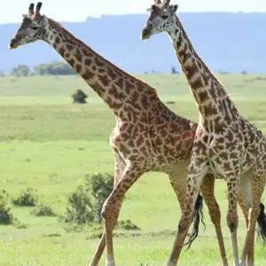 Explore Classic Rhapsody Masai Mara Safari for 4 days with Classic Journeys Africa Ltd and discover unforgettable experiences - Photo 6