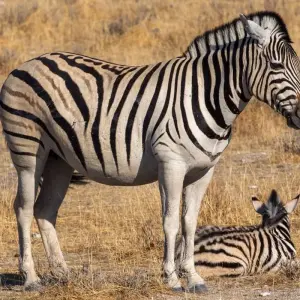 Explore 2 Day Tanzania Safari for 2 days with Click Expeditions and discover unforgettable experiences - Photo 3