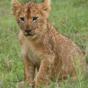 Explore Classic Heart of Kenya and Tanzania Safari for 10 days with Classic Journeys Africa Ltd and discover unforgettable experiences - Photo 11