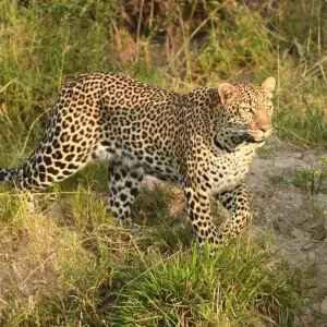 Explore Classic Rhapsody Masai Mara Safari for 4 days with Classic Journeys Africa Ltd and discover unforgettable experiences - Photo 8