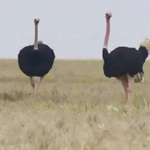 Explore 2 Day Tanzania Safari for 2 days with Click Expeditions and discover unforgettable experiences - Photo 4