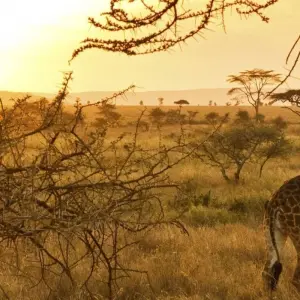 Explore 6 Days Migration Safari for 6 days with Click Expeditions and discover unforgettable experiences - Photo 5
