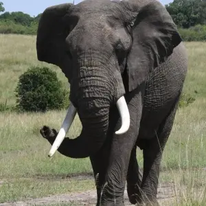 Explore Classic Luxury & Thrilling Kenya, Tanzania and Zanzibar for 13 days with Classic Journeys Africa Ltd and discover unforgettable experiences - Photo 9