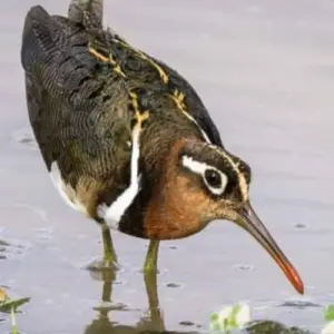 Explore 15 Days Climbing Marangu Routes, Wilderness Safari, Coffee & Cultural Tour for 15 days with Click Expeditions and discover unforgettable experiences - Photo 8