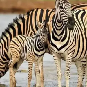 Explore 6 Days Migration Safari for 6 days with Click Expeditions and discover unforgettable experiences - Photo 6