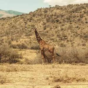 Explore Cycling from Kilimanjaro to Ngorongoro Crater for 7 days with Click Expeditions and discover unforgettable experiences - Photo 6