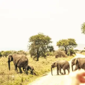 Explore West Kilimanjaro MTB Tour for 3 days with Click Expeditions and discover unforgettable experiences - Photo 6