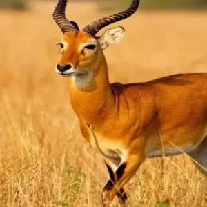 Explore Masai Mara Game Reserve for 4 days with Click Expeditions and discover unforgettable experiences - Photo 2