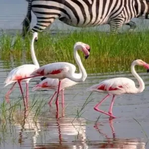 Explore Five Days Fly In, Fly Out to Tanzania Prime Northern Circuit from Zanzibar for 5 days with Click Expeditions and discover unforgettable experiences - Photo 4