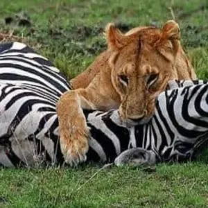 Explore 12 Days enjoying day trip in kikuletwa ,six day in  climbing & three daysafari for 12 days with Click Expeditions and discover unforgettable experiences - Photo 8