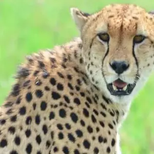 Explore Masai Mara Game Reserve for 4 days with Click Expeditions and discover unforgettable experiences - Photo 6